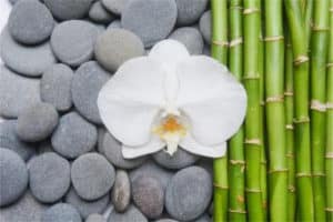 Fototapeta Bambusy Z Kamieniami I Orchideą
