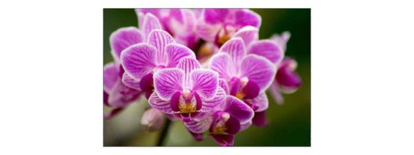 Fototapeta Bukiet Orchidei