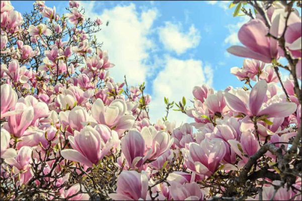 Fototapeta Kolorowa Kwitnąca Magnolia