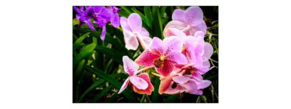 Fototapeta Kolorowe Orchidee 3D