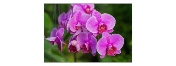 Fototapeta Kwiaty Orchidei 3D
