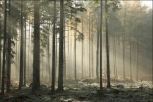 Fototapeta Las Drzewa Mgła