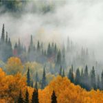 Fototapeta Mgła Nad Jesiennym Lasem