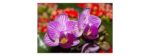 Fototapeta Optyczna Orchidea 3D