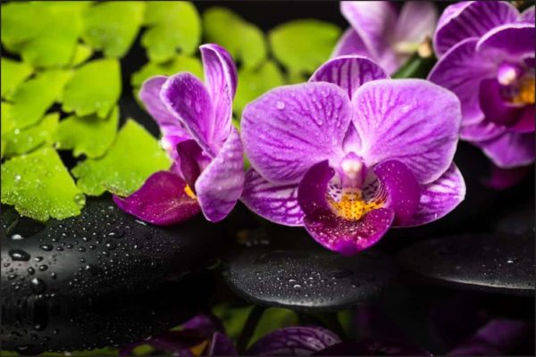 Fototapeta Orchidea Spa