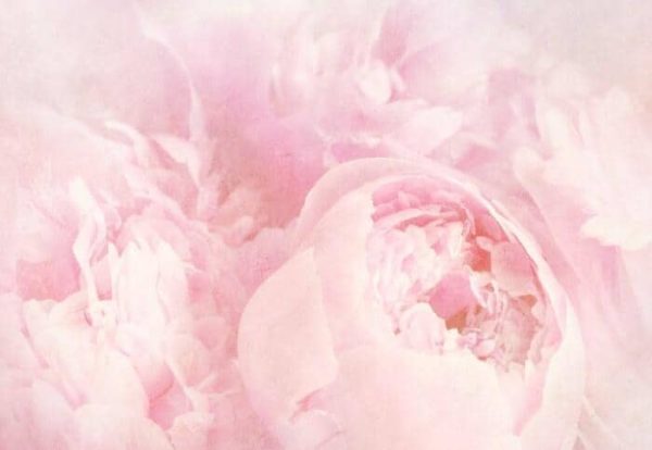 Fototapeta Piękne Kwiaty Wyblakły Vintage Różowy