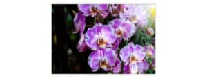 Fototapeta Piękne Orchidee