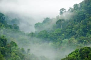 Fototapeta Rainforest Morning Fog