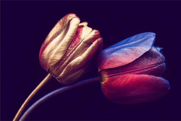 Fototapeta Tulipany Ze Złotymi Elementami