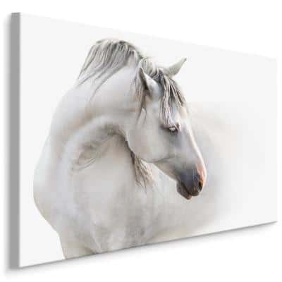 Obraz Na Płótnie Biały Koń We Mgle