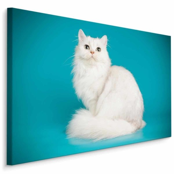 Obraz Na Płótnie Biały Kot