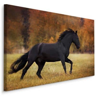 Obraz Na Płótnie Czarny Koń Na Polanie