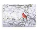 Obraz Na Płótnie Czerwony Ptak