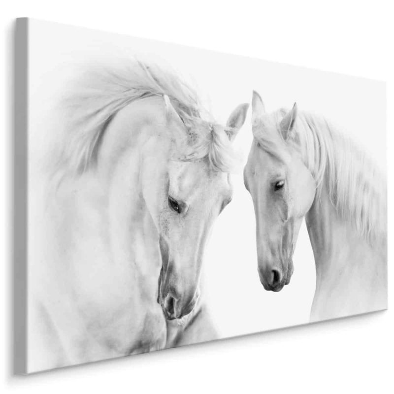 Obraz Na Płótnie Dwa Białe Konie