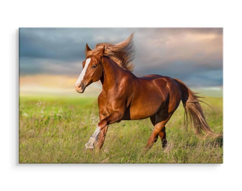 Obraz Na Płótnie Galopujący Koń Na Polanie