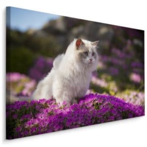 Obraz Na Płótnie Kot Rasy Ragdoll Pośród Kwiatów