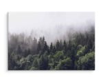 Obraz Na Płótnie Las Owiany Mgłą