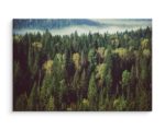 Obraz Na Płótnie Las Z Mgłą W Tle