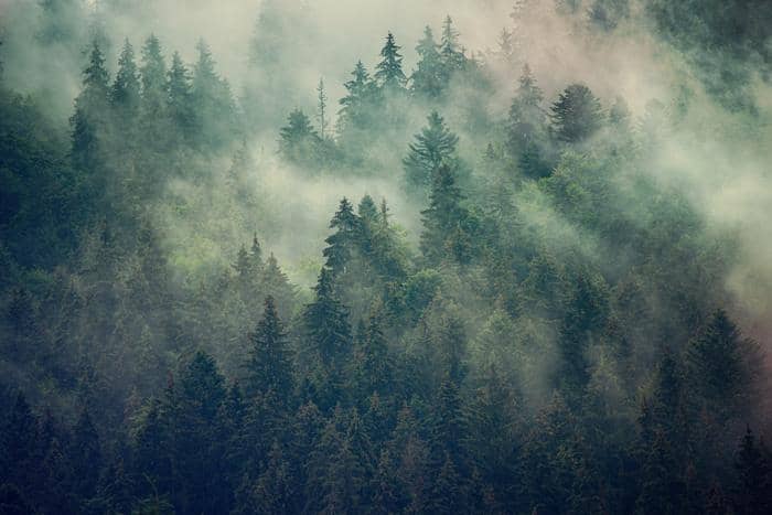 Obraz Na Płótnie Misty Landscape With Fir Forest In Hipster Vintage Retro Style