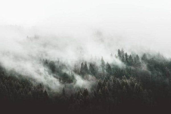 Obraz Na Płótnie Moody Forest Landscape With Fog And Mist
