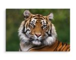Obraz Na Płótnie Portret Tygrysa Bengalskiego