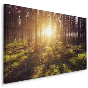 Obraz Na Płótnie Promienie Słoneczne W Lesie