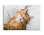 Obraz Na Płótnie Rudy Śpiący Kotek