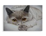 Obraz Na Płótnie Szary Kot Jak Malowany