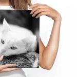 Obraz Na Płótnie Wypoczywający Biały Kot