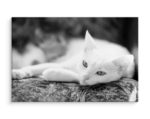 Obraz Na Płótnie Wypoczywający Biały Kot