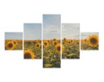 Obraz Wieloczęściowy Pole Słoneczników W Letni Dzień 3D