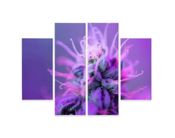 Obraz Wieloczęściowy Roślina Makro Na Różowo-Fioletowym Tle