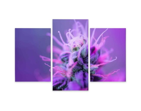 Obraz Wieloczęściowy Roślina Makro Na Różowo-Fioletowym Tle